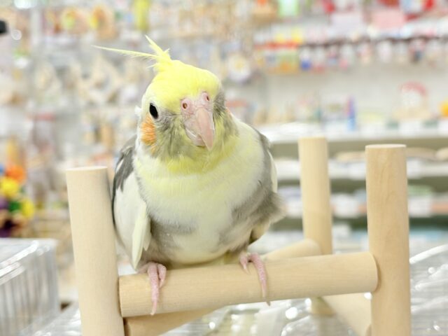 オカメインコ