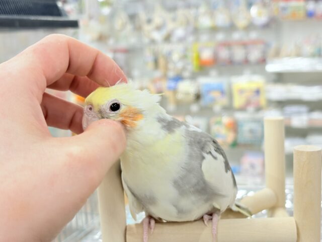オカメインコ
