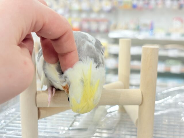 オカメインコ