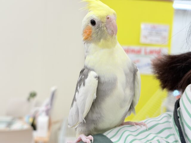 オカメインコ