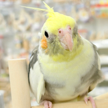 カキカキ好きな美形オカメちゃん🐥🩶オカメインコ(パイド)