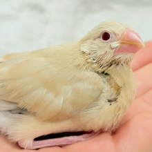 【最新画像更新🪄】ホットひと息ミルクティ☕️｡oOクリーム添え🐣🍼シナモン文鳥 ヒナ