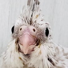 ぽよよん💗繊細なパール模様のオカメインコ（ホワイトフェイスシナモンパール）