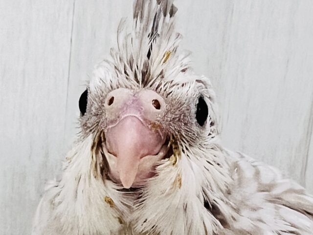 ぽよよん💗繊細なパール模様のオカメインコ（ホワイトフェイスシナモンパール）