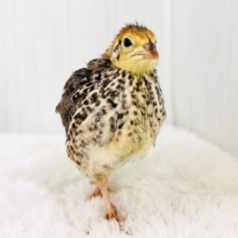 今度は色んなサイズ♡並うずらのヒヨコが再入荷しました！