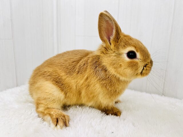 ネザーランドドワーフ