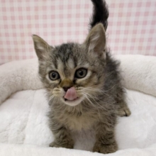 激甘々！ラムキンちゃん！