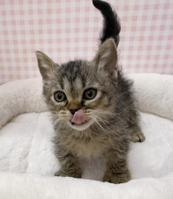 激甘々！ラムキンちゃん！