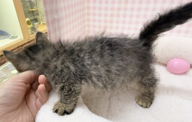 激甘々!ラムキンちゃん! ラムキン