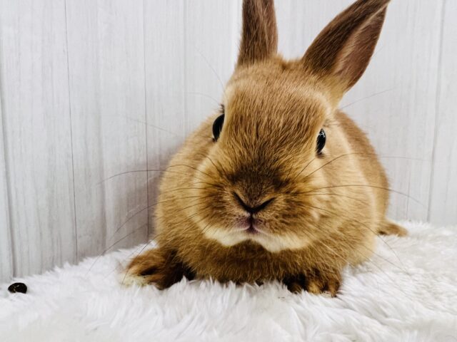 ネザーランドドワーフ