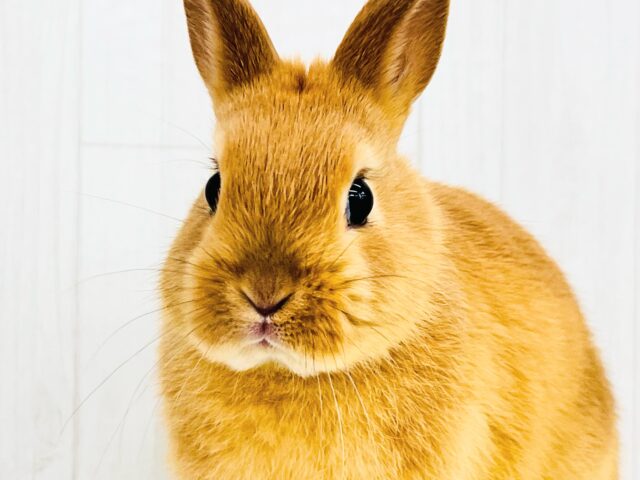 絵本に出てきそうな可愛さ♡📚しっかりオレンジ🧡ネザーランドドワーフラビット🐰