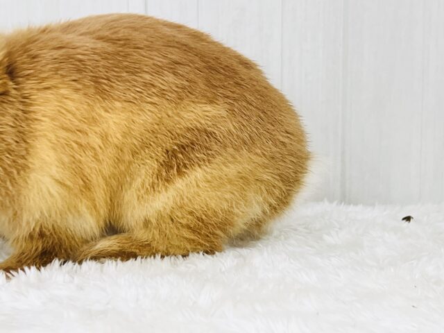 ネザーランドドワーフ