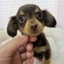 可愛すぎる！！チワックスの女の子来ましたー💖