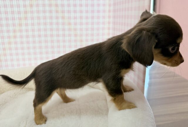 最新📷可愛すぎる!!チワックスの女の子来ましたー💖 チワックス