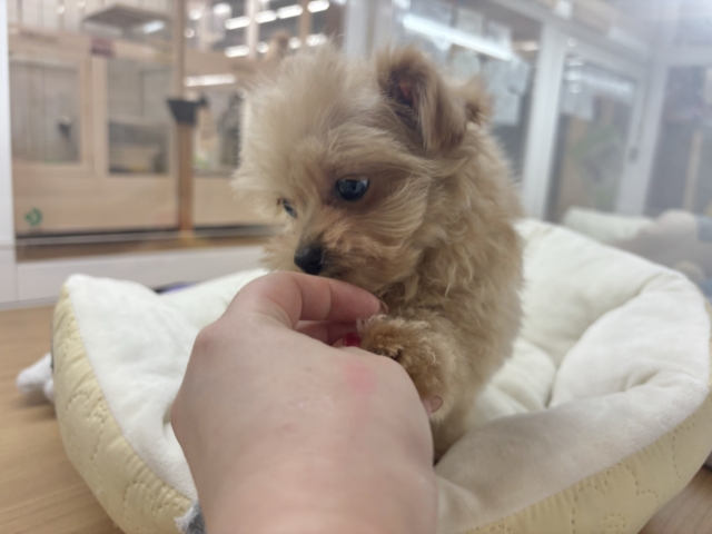 クマしゃんじゃないよ🧸?ポメプーくん! ポメプー