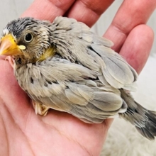 ﾜｸﾜｸしちゃう💖特別なの🎶パステル文鳥入舎しました🌟