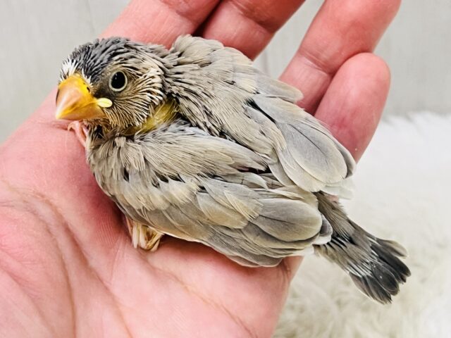 ﾜｸﾜｸしちゃう💖特別なの🎶パステル文鳥入舎しました🌟