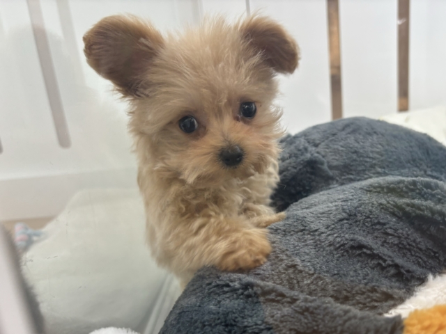 クマしゃんじゃないよ🧸?ポメプーくん! ポメプー