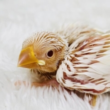 透き通った瞳がｷﾗﾘﾝ✨アルビノ文鳥入舎しました！！