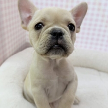 最新📷フレンチブルドックの女の子来ました