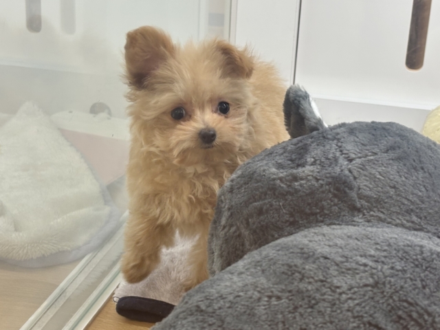 クマしゃんじゃないよ🧸?ポメプーくん! ポメプー