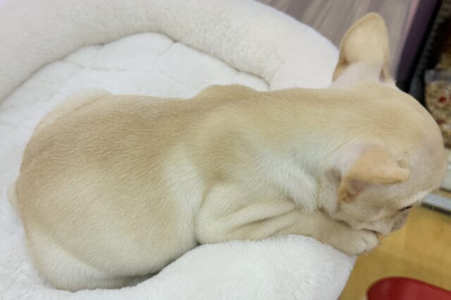 最新📷フレンチブルドックの女の子来ました フレンチブルドッグ