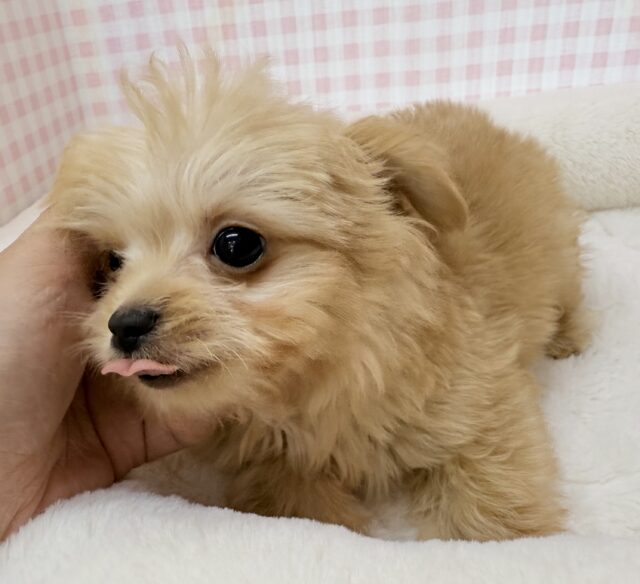 最新📷羊のようなチワプーの男の子! チワプー