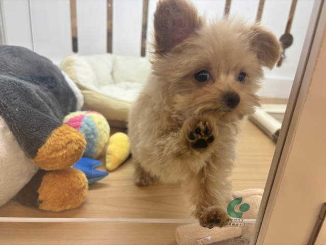 クマしゃんじゃないよ🧸?ポメプーくん! ポメプー