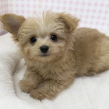 最新📷羊のようなチワプーの男の子！