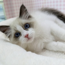 最新📷美人すぎます！ラグドール様！