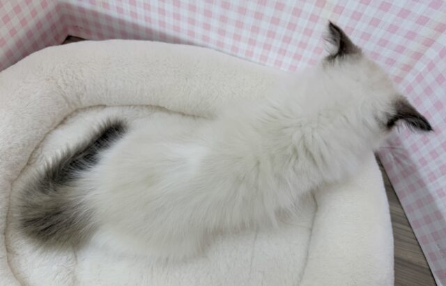 最新📷美人すぎます!ラグドール様! ラグドール