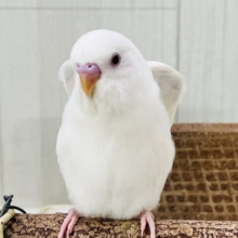 ちゅるん🎶とむき玉子🥚に成長中✨セキセイインコのアルビノ🤍