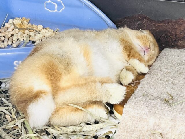 ネザーランドドワーフ