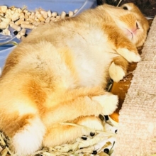 絵本に出てきそうな可愛さ♡📚しっかりオレンジ🧡ネザーランドドワーフラビット🐰