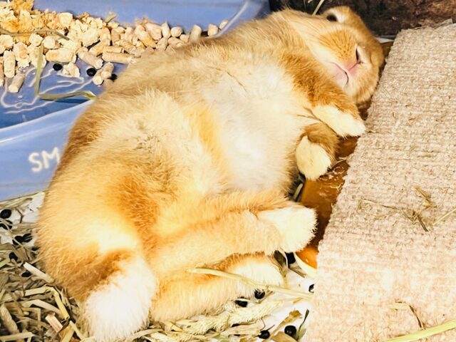 絵本に出てきそうな可愛さ♡📚しっかりオレンジ🧡ネザーランドドワーフラビット🐰