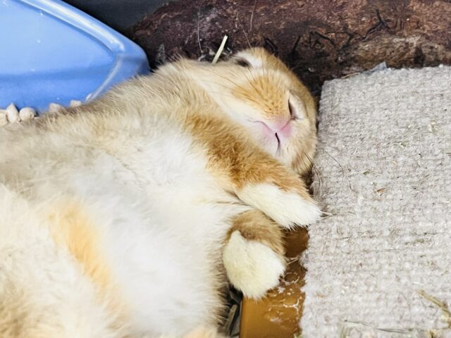 ネザーランドドワーフ