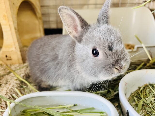 ネザーランドドワーフ