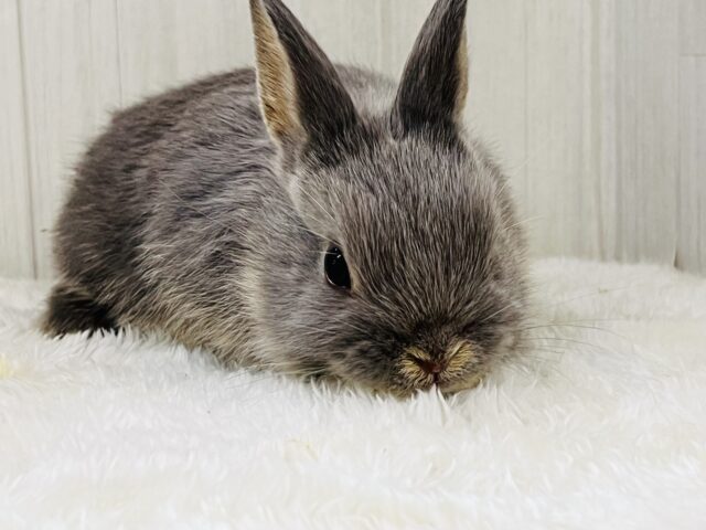 ネザーランドドワーフ