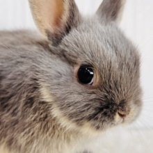 可愛すぎてｺﾞﾒﾝﾈ❣️丸顔なネザーランドドワーフラビット🐰