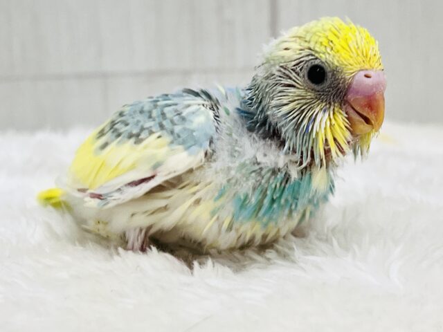 セキセイインコ