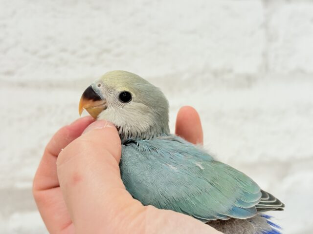 最新画像更新🪄】チャームポイントはキュルキュルおめめ