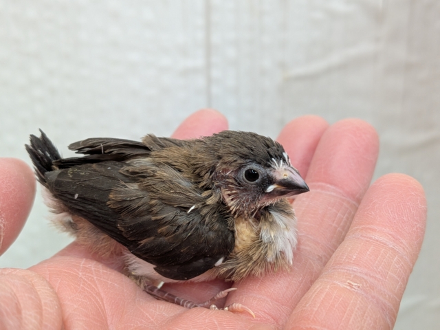 おこげが多めな十姉妹ヒナさんいますよ〜🎵 十姉妹(ジュウシマツ)