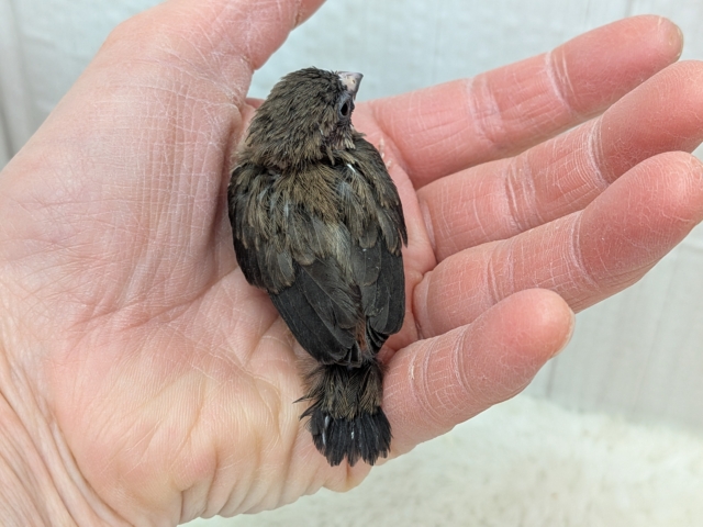 おこげが多めな十姉妹ヒナさんいますよ〜🎵 十姉妹(ジュウシマツ)