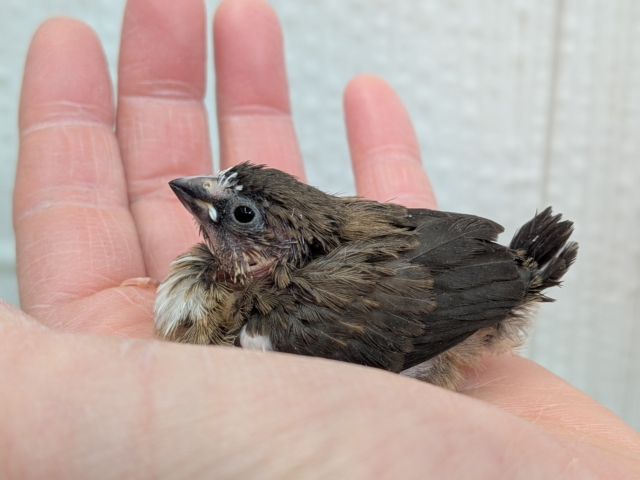 おこげが多めな十姉妹ヒナさんいますよ〜🎵 十姉妹(ジュウシマツ)