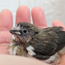 おこげが多めな十姉妹ヒナさんいますよ〜🎵