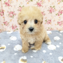 おめめキュルルーン✨　ハーフ犬（トイプードル×ビションフリーゼ）の女のコ　2026/2/6撮影