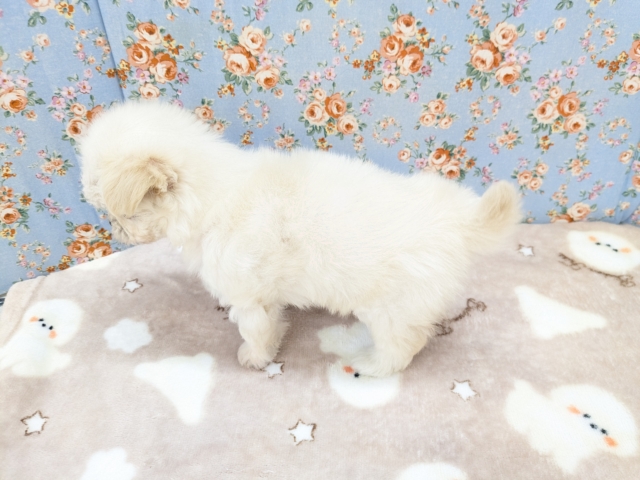 チワマル（マルチワ）