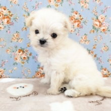 モフモフ癒し系ボーイ💙　ハーフ犬（チワワ×マルチーズ）の男のコ　2026/2/6撮影