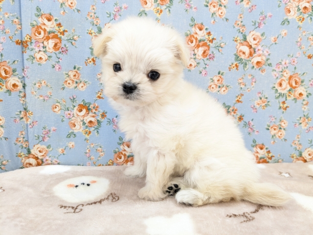 モフモフ癒し系ボーイ💙　ハーフ犬（チワワ×マルチーズ）の男のコ　2026/2/6撮影