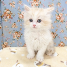 プリティー美男子💙　ラガマフィンの男のコ　2026/2/6撮影